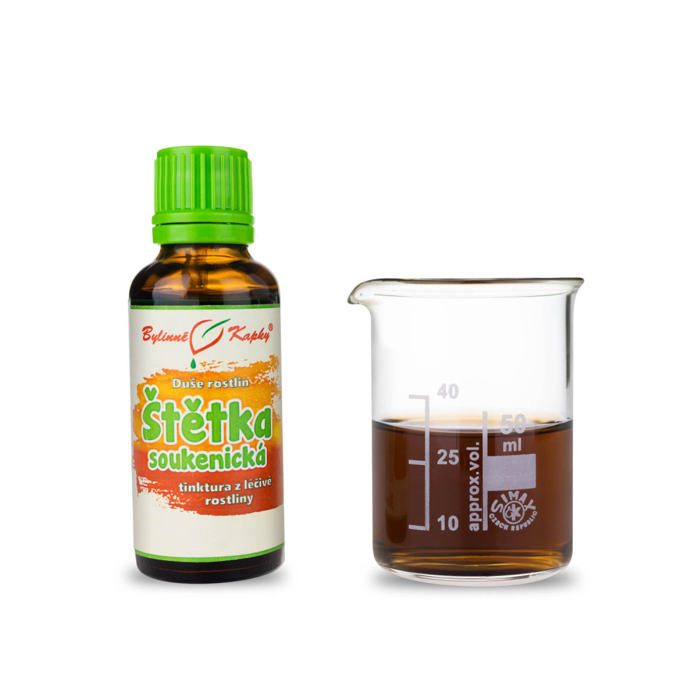Štětka soukenická - Duše rostlin tinktura 30 ml - Bylinné Kapky